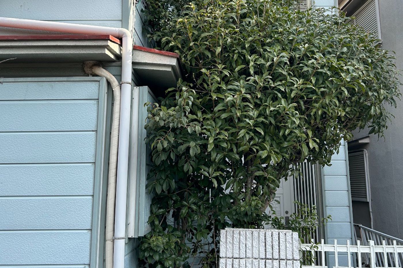 大阪府忠岡町 伐採 施工前