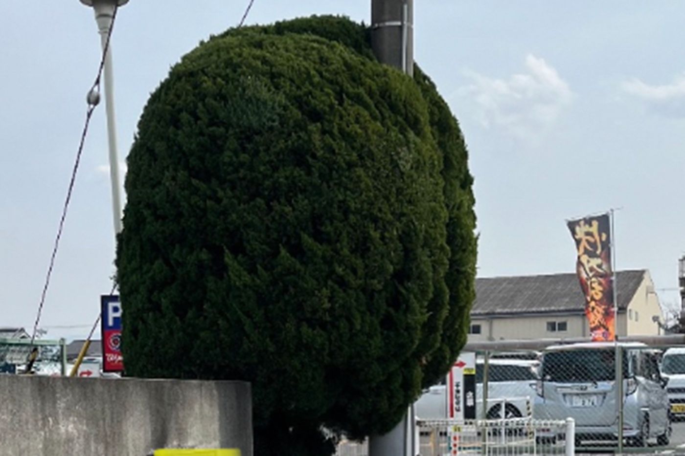 大阪府和泉市 剪定（マンション） 施工後