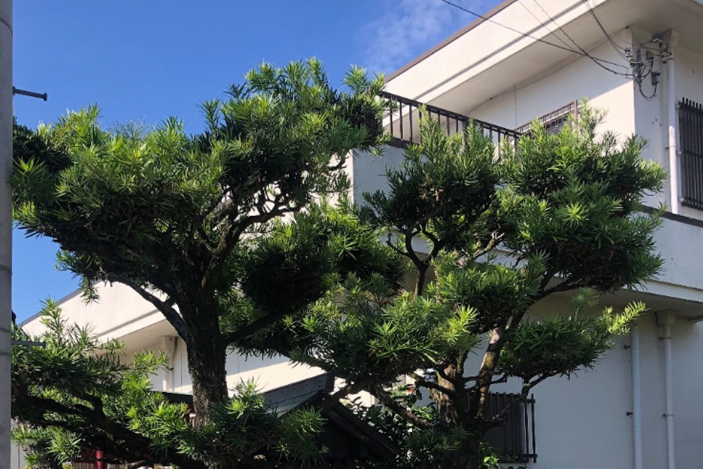 和歌山県和歌山市 剪定 施工前