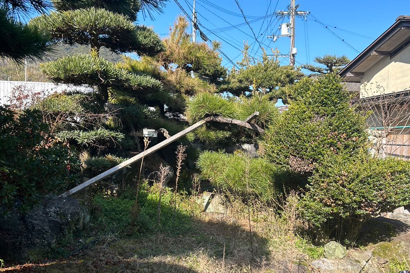 和歌山県和歌山市 剪定 施工前