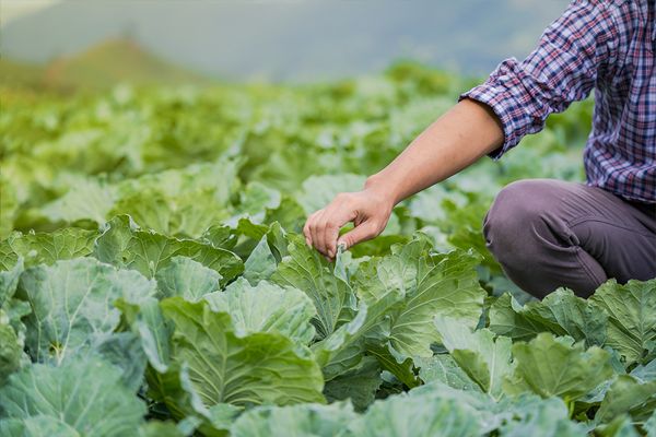 農場で野菜の状態を確認するスタッフ